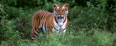 Teaser_TigerTajMahal